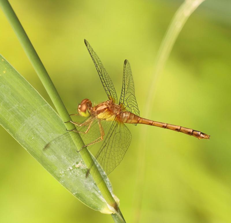 Photo of Autumn Meadowhawk
