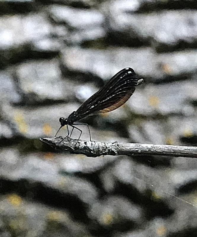 Photo of Ebony Jewelwing
