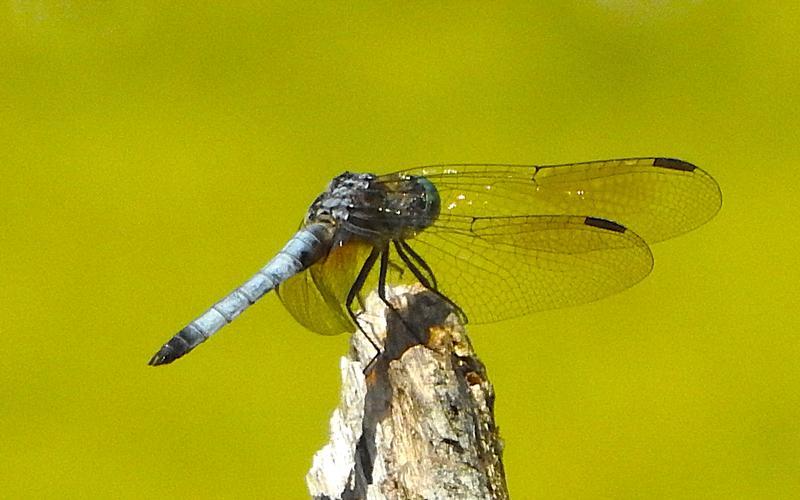 Photo of Blue Dasher