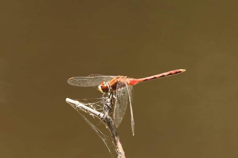 Photo of White-faced Meadowhawk
