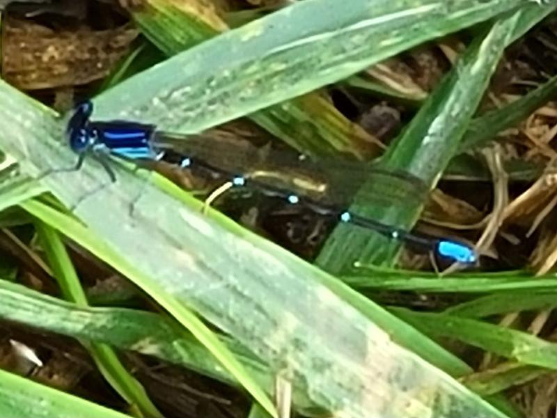 Photo of Blue-ringed Dancer