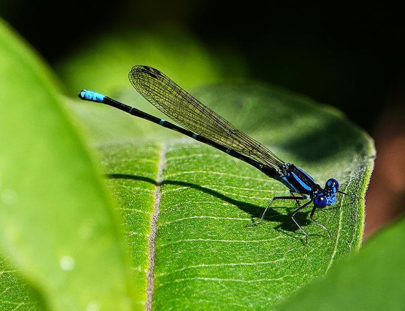 Photo of Blue-ringed Dancer