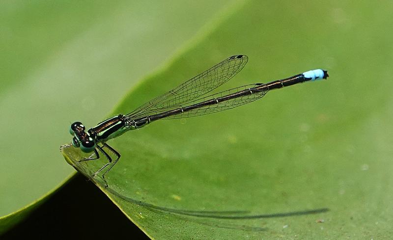 Photo of Eastern Forktail
