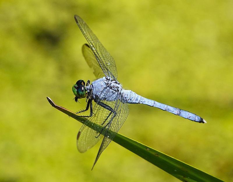 Photo of Eastern Pondhawk