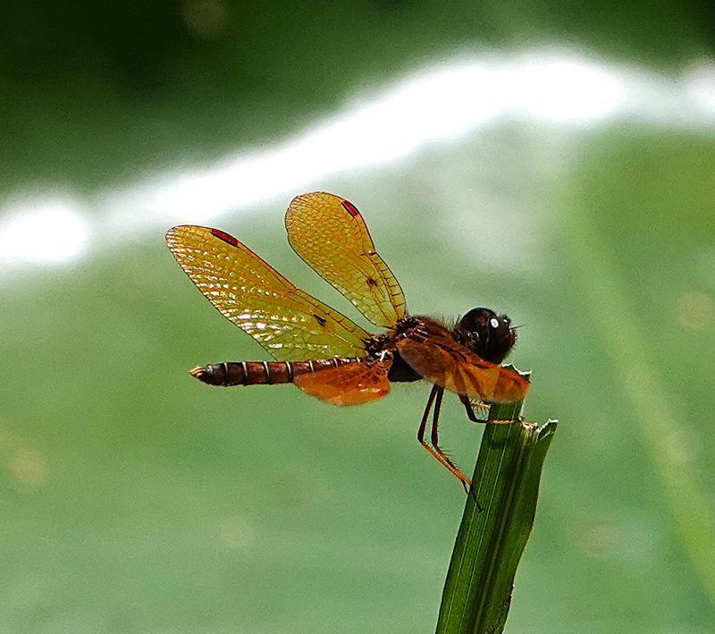 Photo of Eastern Amberwing