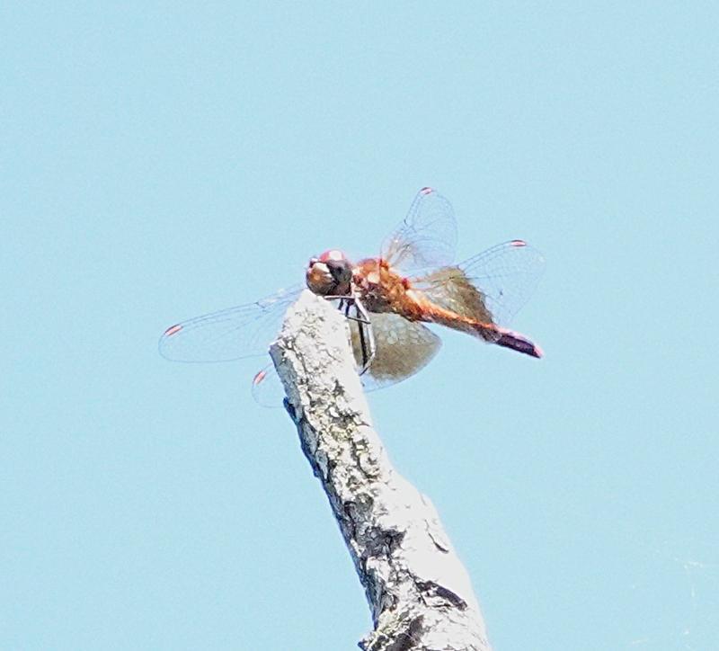 Photo of Band-winged Meadowhawk