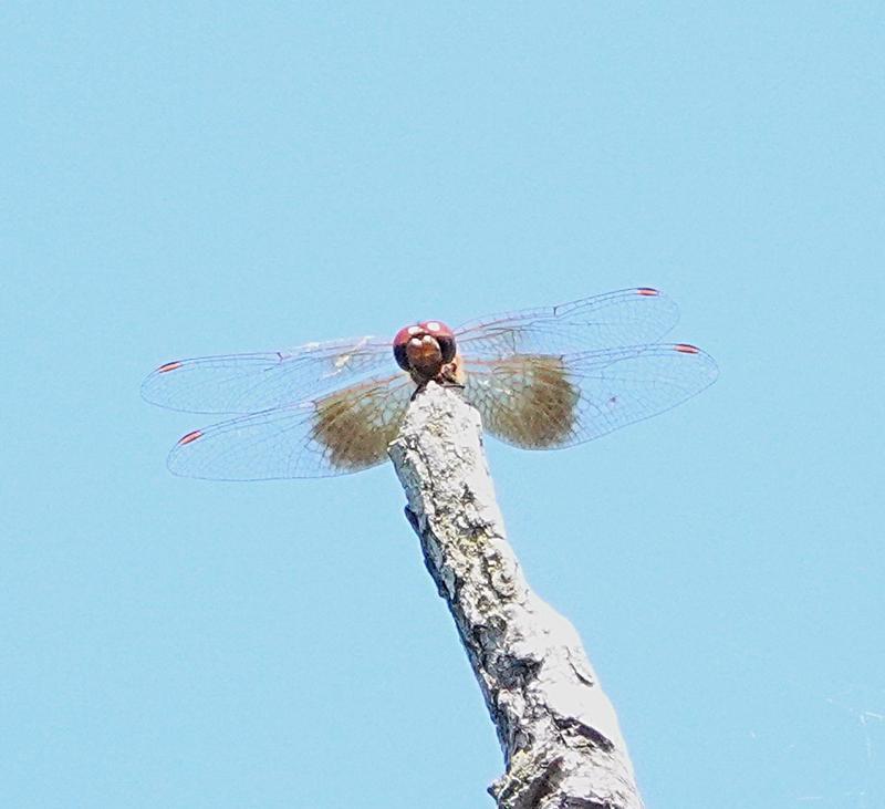 Photo of Band-winged Meadowhawk