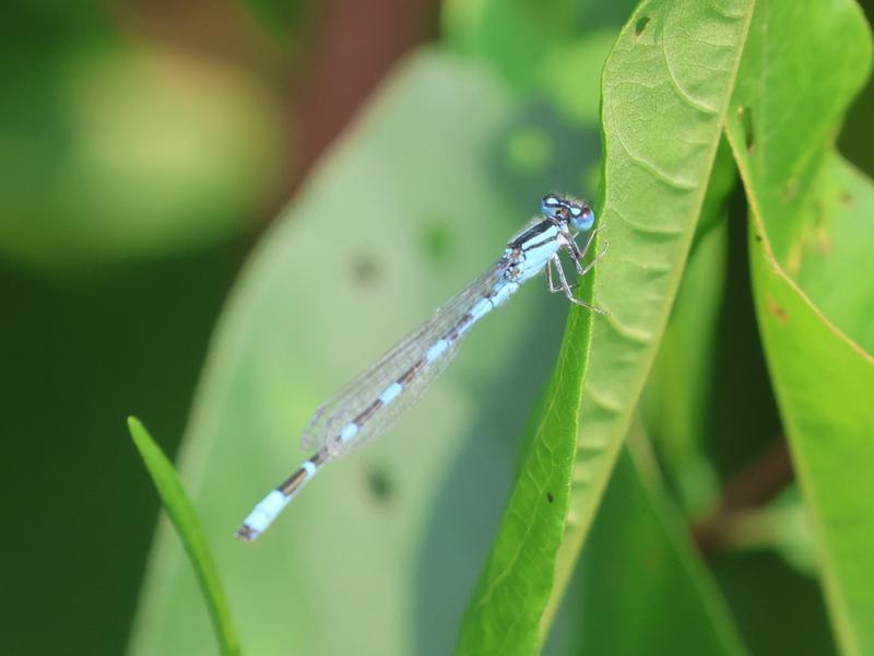 Photo of Tule Bluet