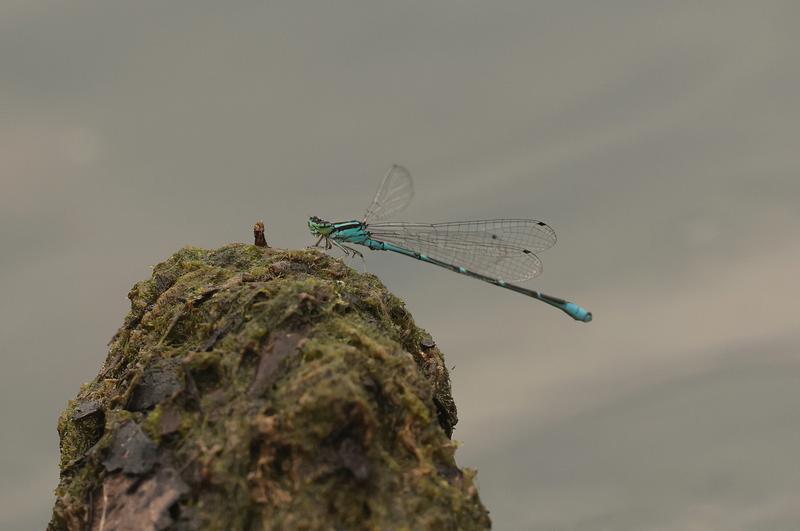Photo of Stream Bluet