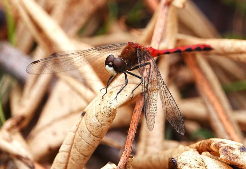 Photo of White-faced Meadowhawk