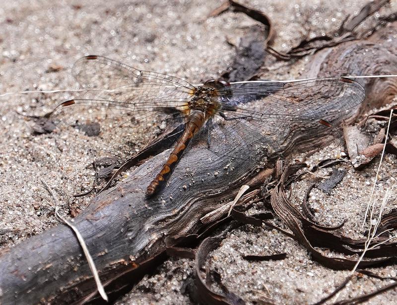Photo of White-faced Meadowhawk