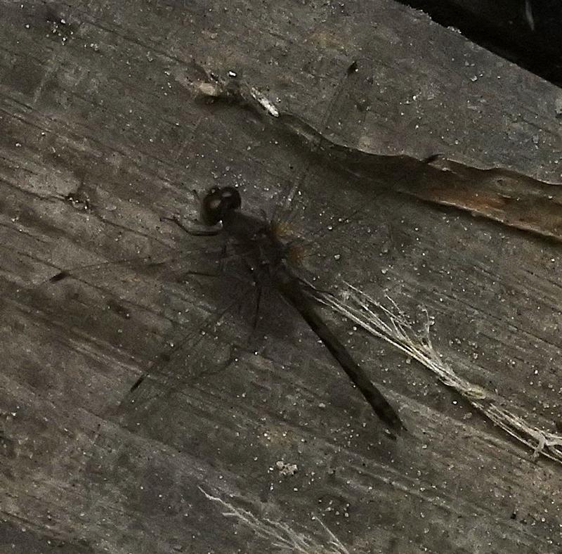 Photo of White-faced Meadowhawk