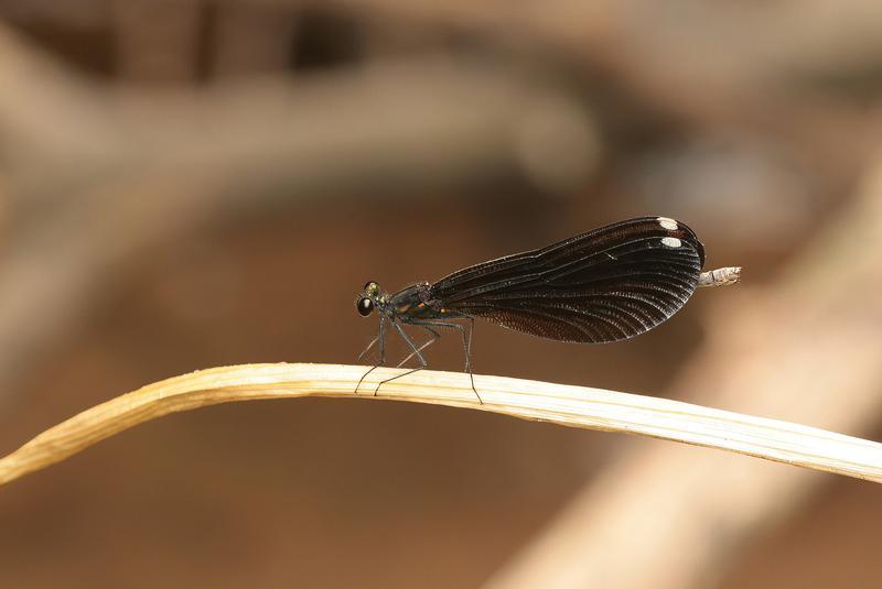 Photo of Ebony Jewelwing