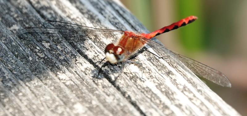 Photo of White-faced Meadowhawk