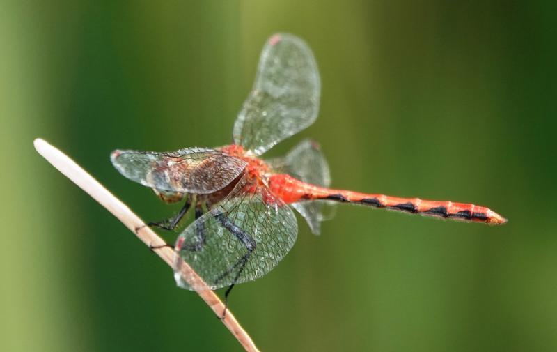 Photo of White-faced Meadowhawk