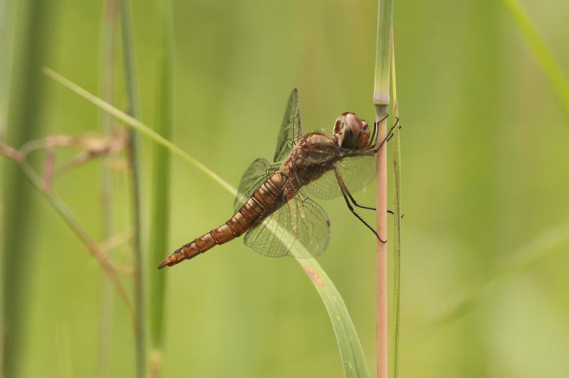 Photo of Spot-winged Glider