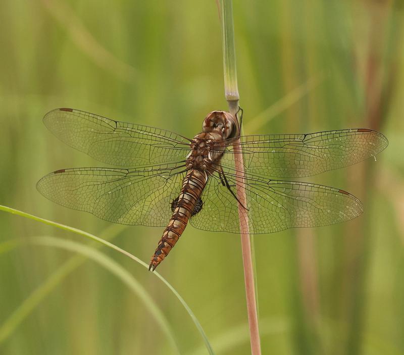 Photo of Spot-winged Glider