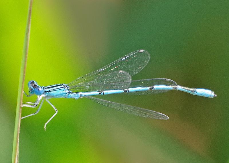Photo of Double-striped Bluet