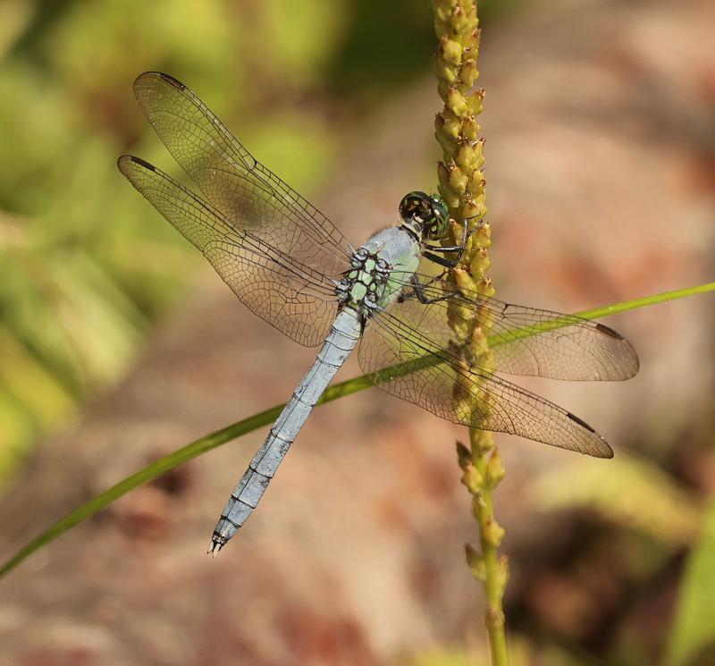 Photo of Eastern Pondhawk