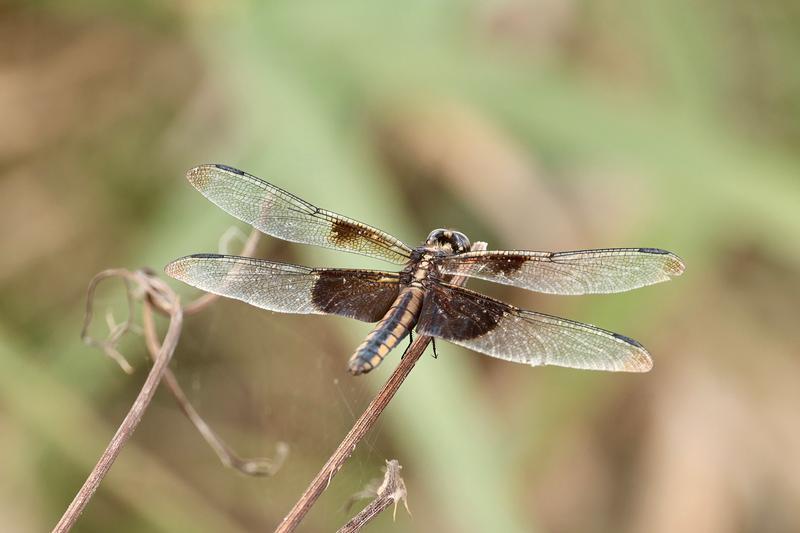 Photo of Widow Skimmer