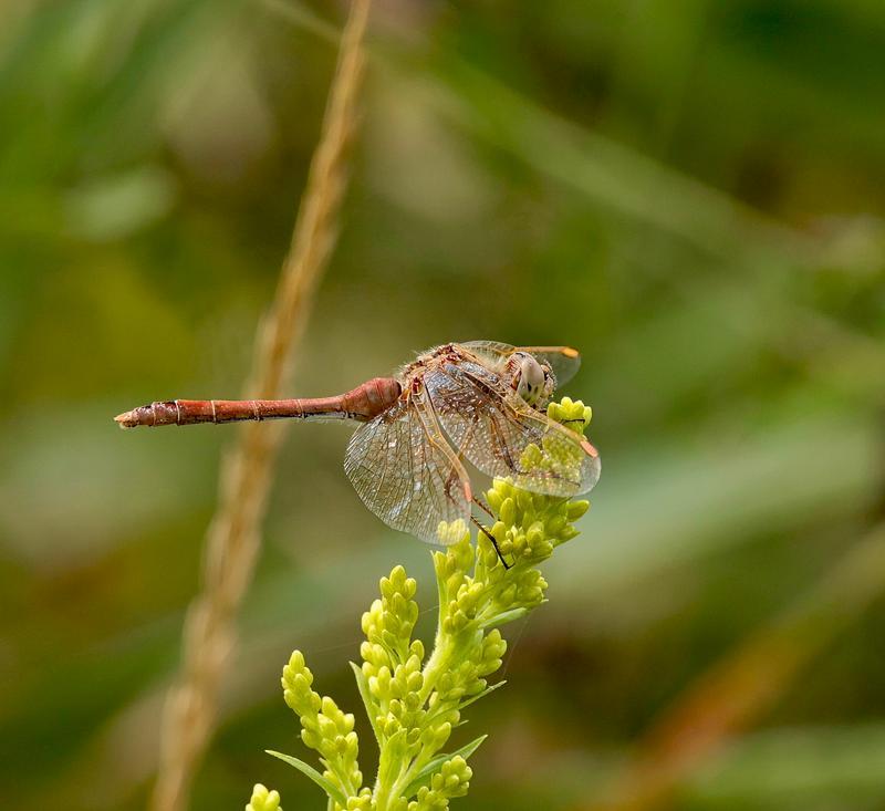 Photo of Saffron-winged Meadowhawk