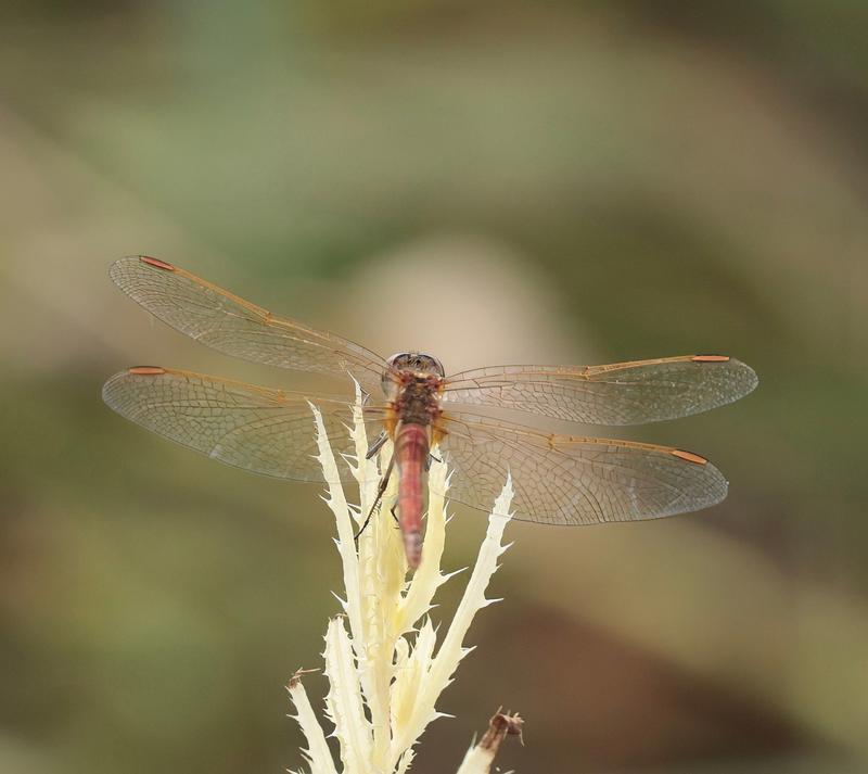 Photo of Saffron-winged Meadowhawk