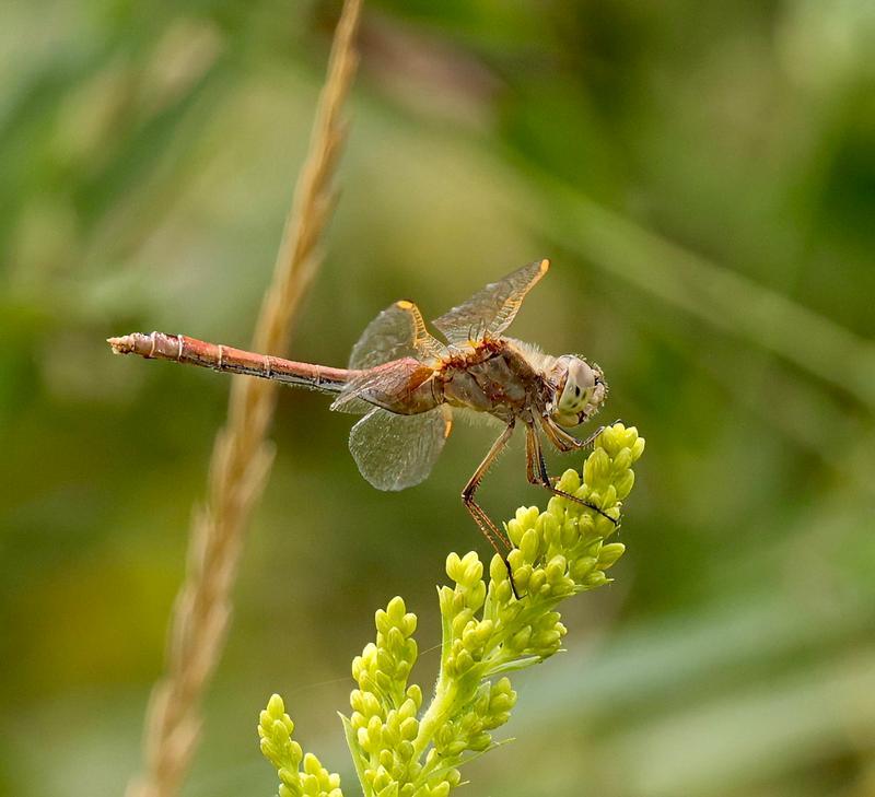 Photo of Saffron-winged Meadowhawk