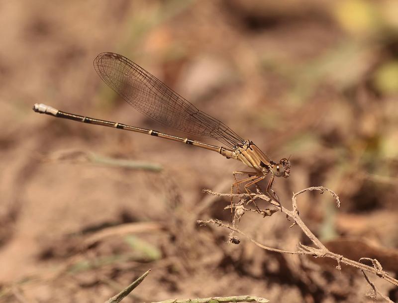 Photo of Blue-fronted Dancer