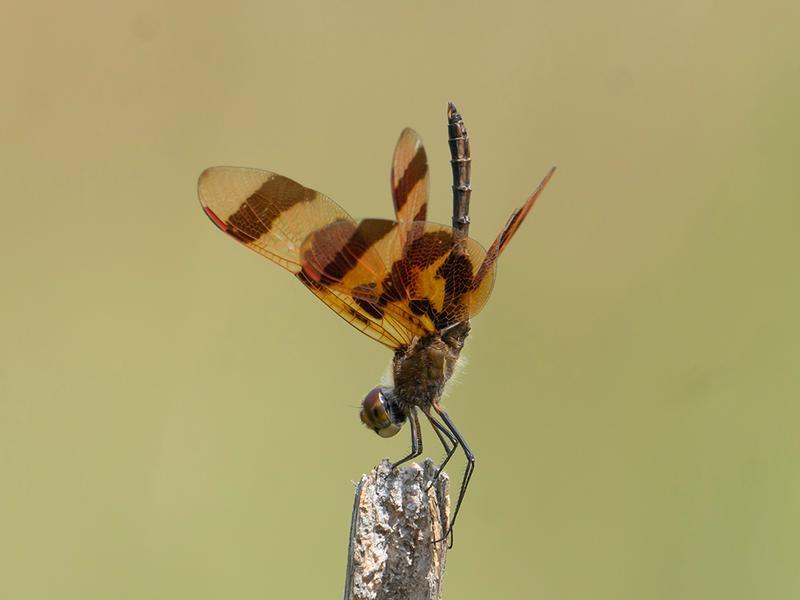 Photo of Halloween Pennant
