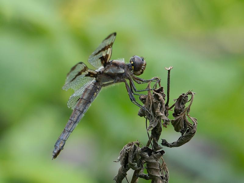 Photo of Twelve-spotted Skimmer