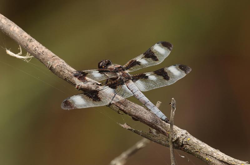 Photo of Twelve-spotted Skimmer
