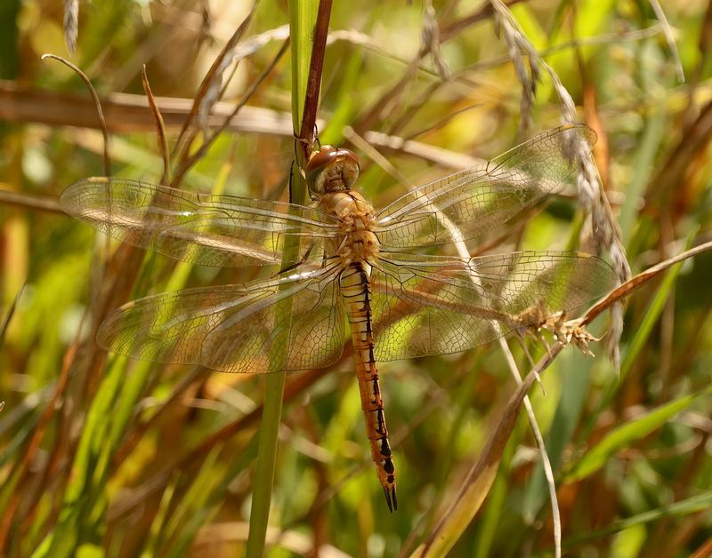 Photo of Wandering Glider