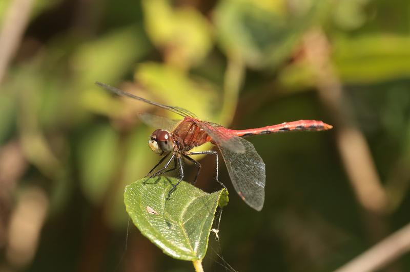 Photo of White-faced Meadowhawk