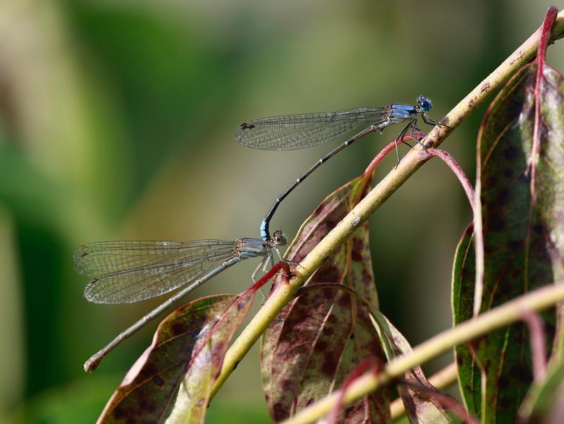 Photo of Blue-fronted Dancer