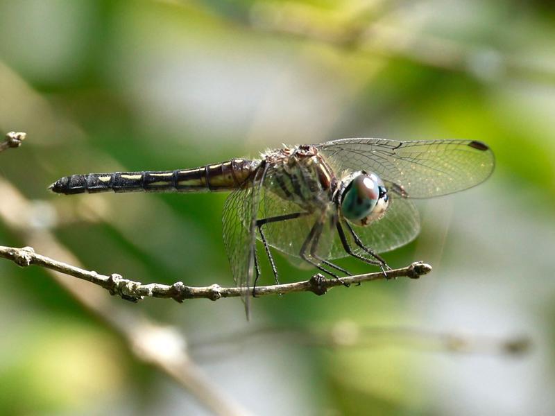 Photo of Blue Dasher