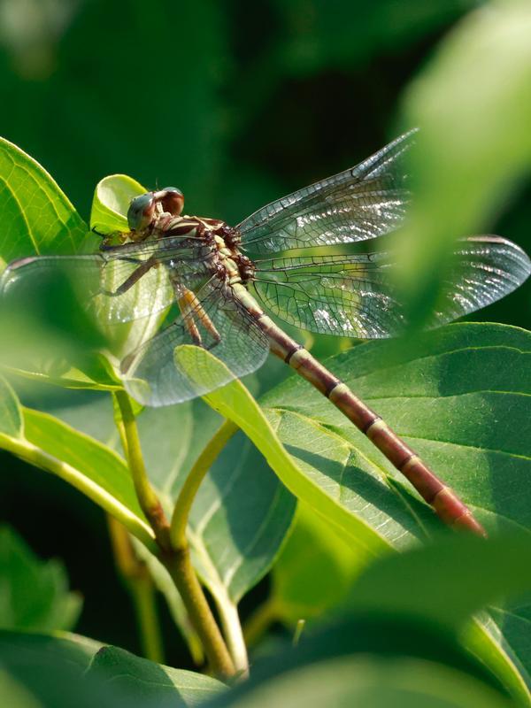 Photo of Russet-tipped Clubtail