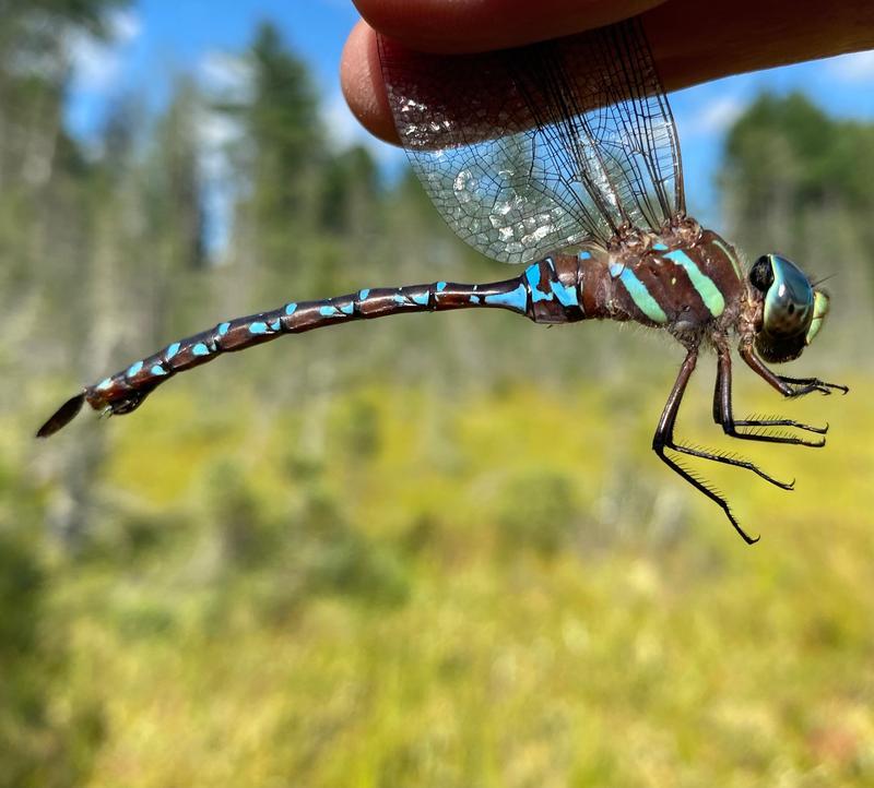 Photo of Black-tipped Darner