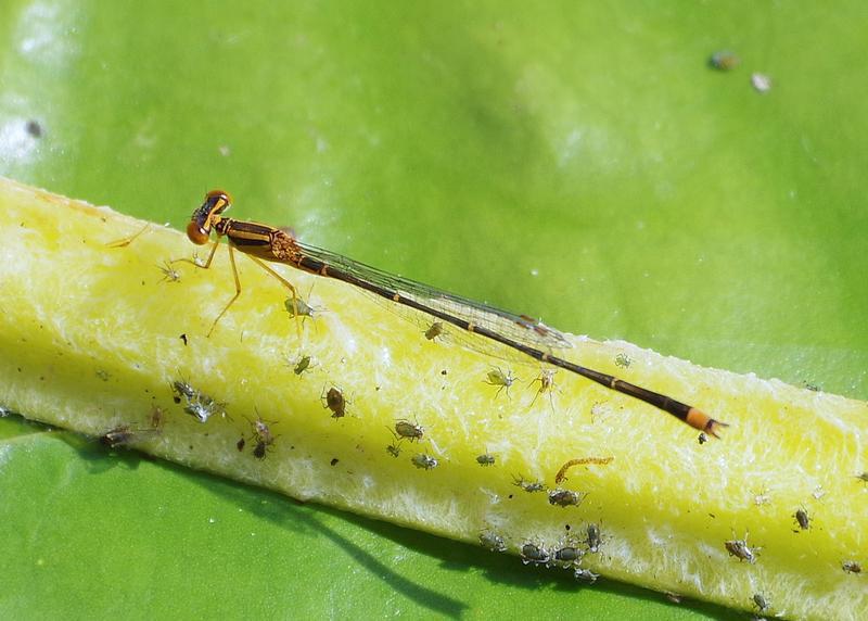 Photo of Orange Bluet