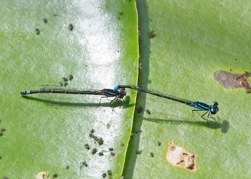 Photo of Skimming Bluet