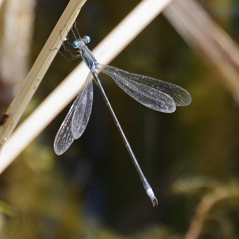 Photo of Swamp Spreadwing