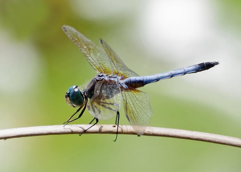 Photo of Blue Dasher