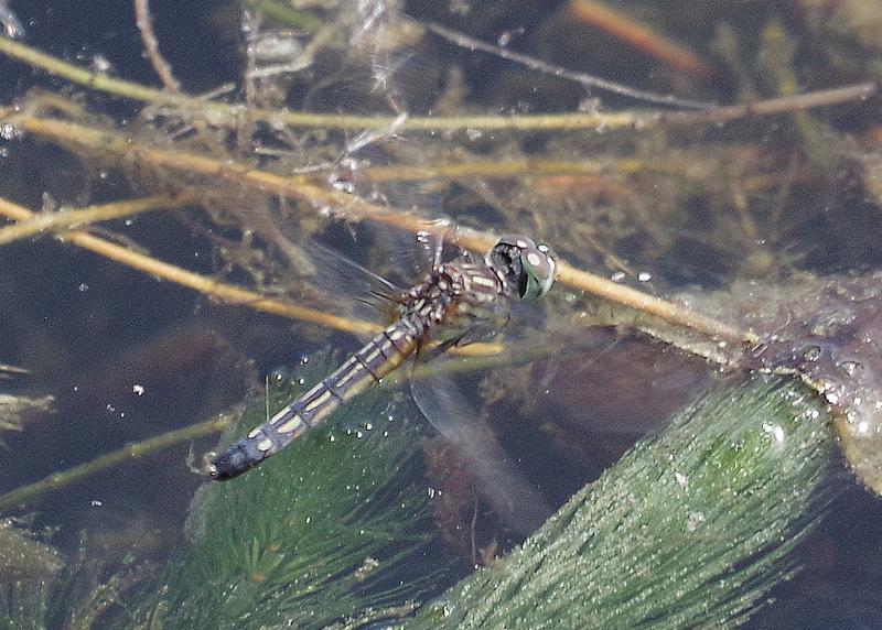 Photo of Blue Dasher