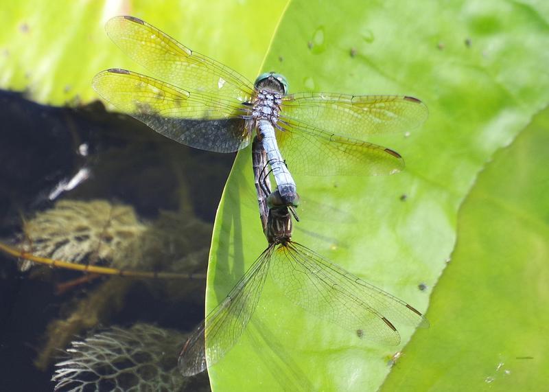 Photo of Blue Dasher