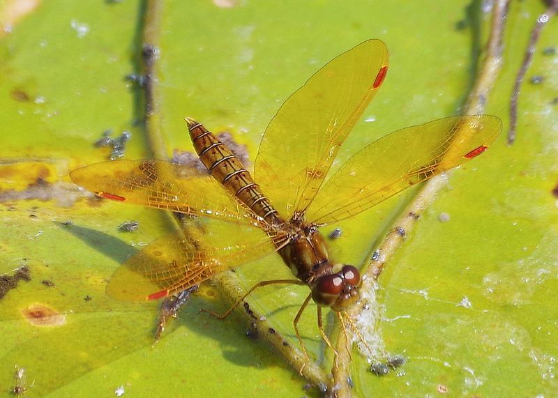 Photo of Eastern Amberwing