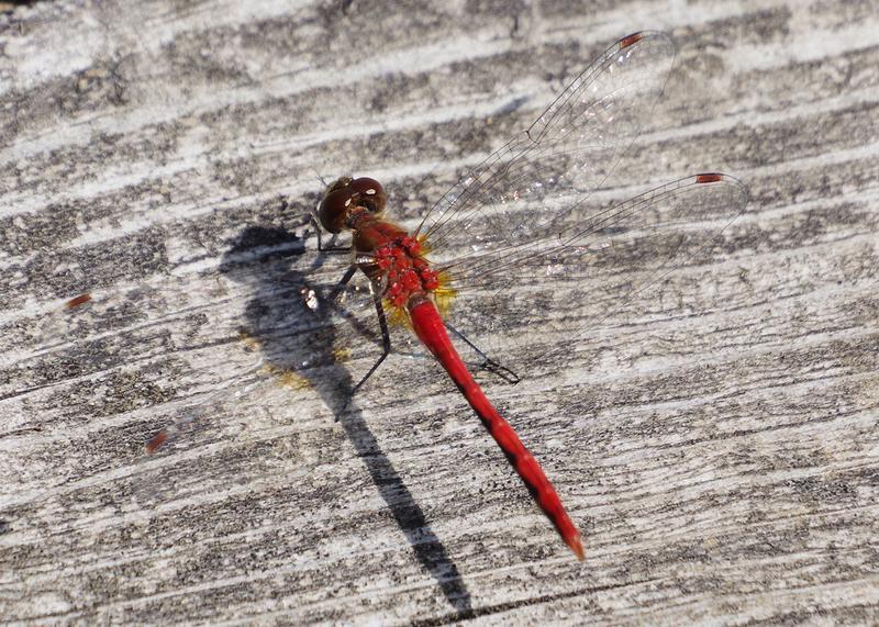 Photo of White-faced Meadowhawk