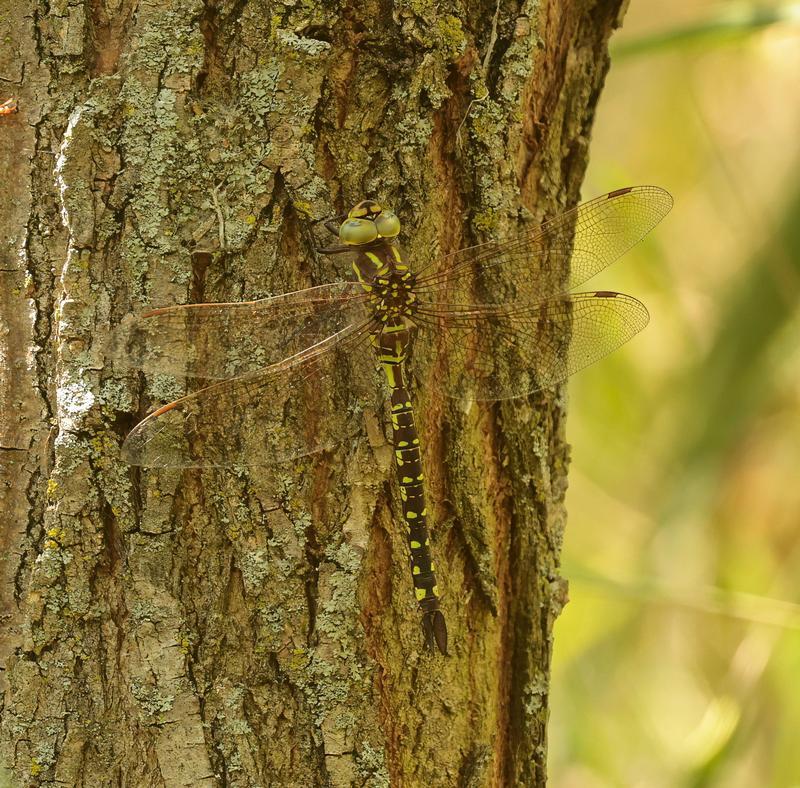 Photo of Lance-tipped Darner