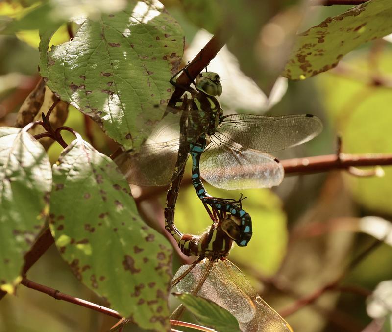 Photo of Lance-tipped Darner
