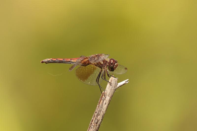 Photo of Band-winged Meadowhawk