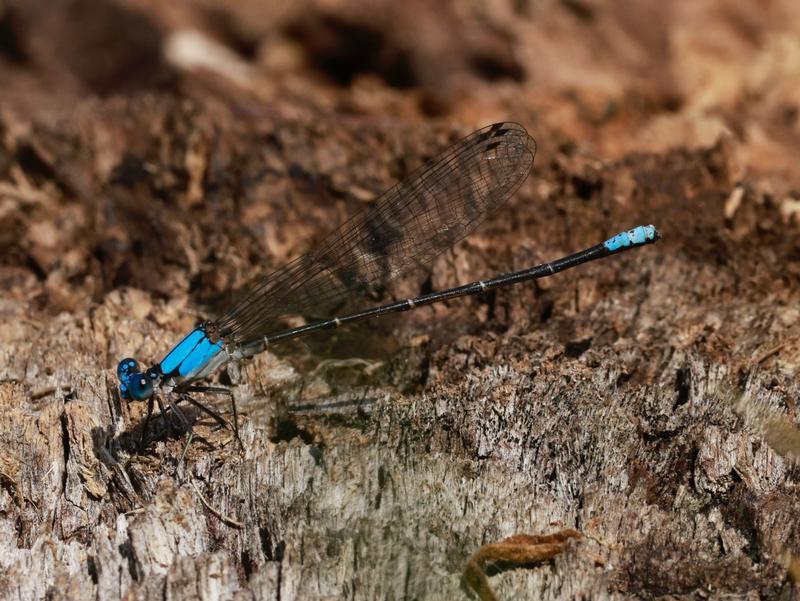 Photo of Blue-fronted Dancer