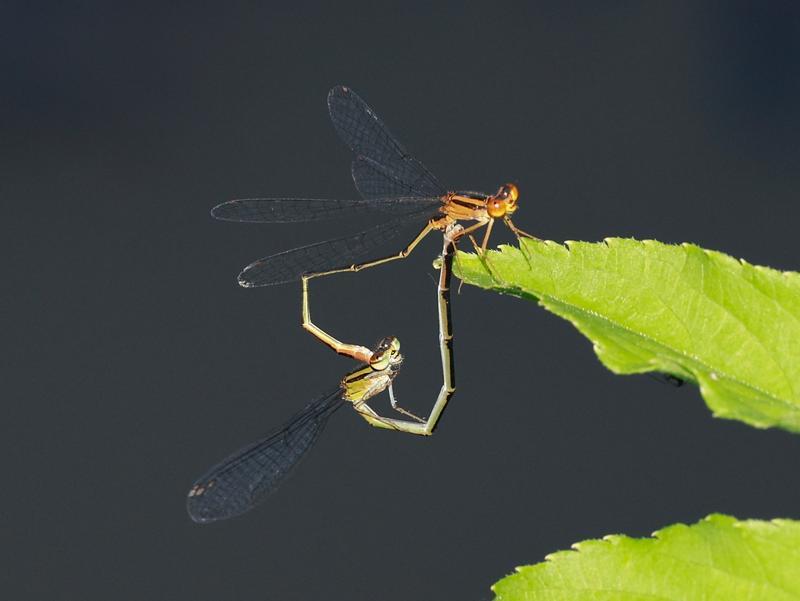 Photo of Orange Bluet
